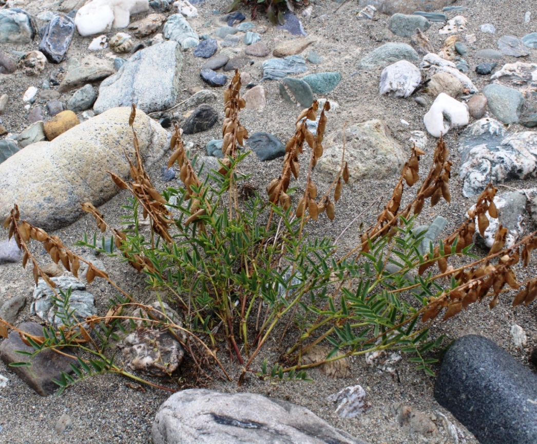 Изображение особи Astragalus gorodkovii.