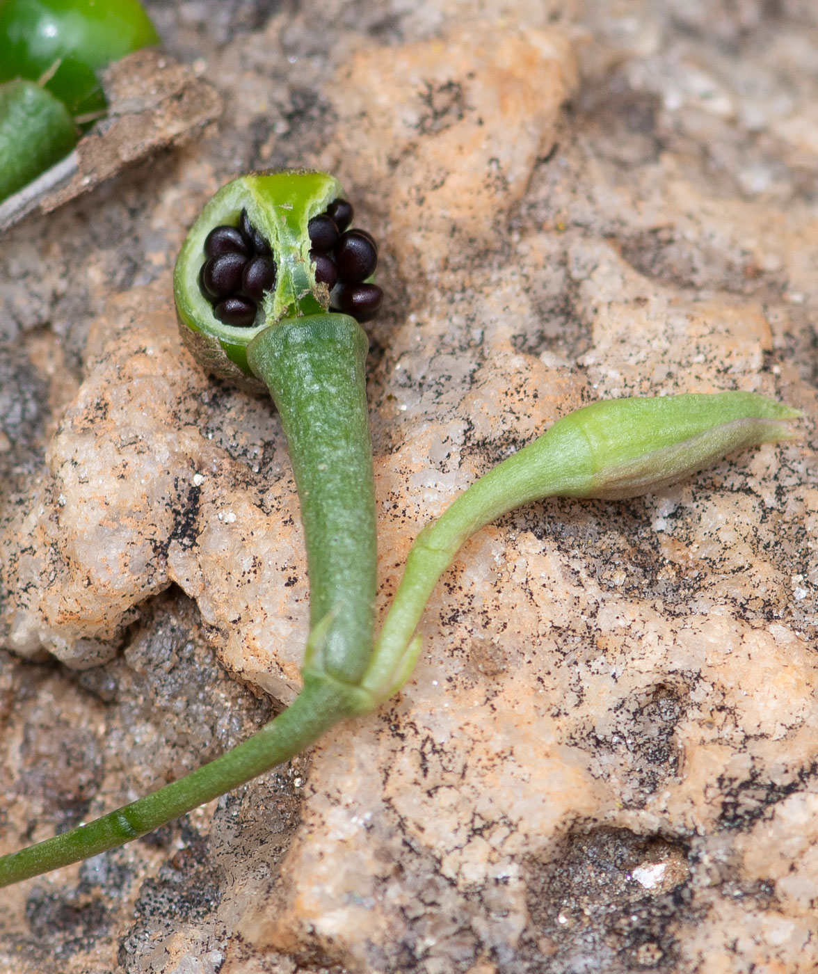 Image of Talinum caffrum specimen.