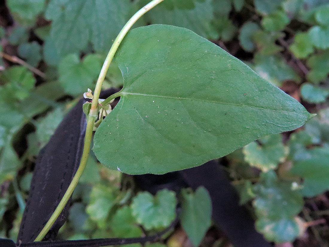 Image of Fallopia dumetorum specimen.