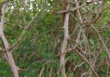 genus Crataegus