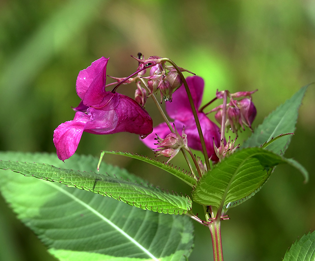 Image of Impatiens glandulifera specimen.