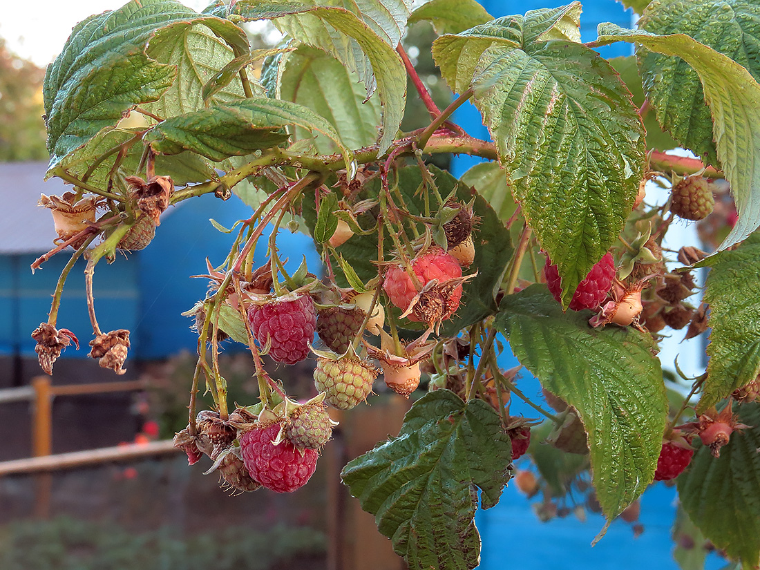 Изображение особи Rubus idaeus.