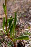 Image of taxon representative. Author is Сергей Глотов