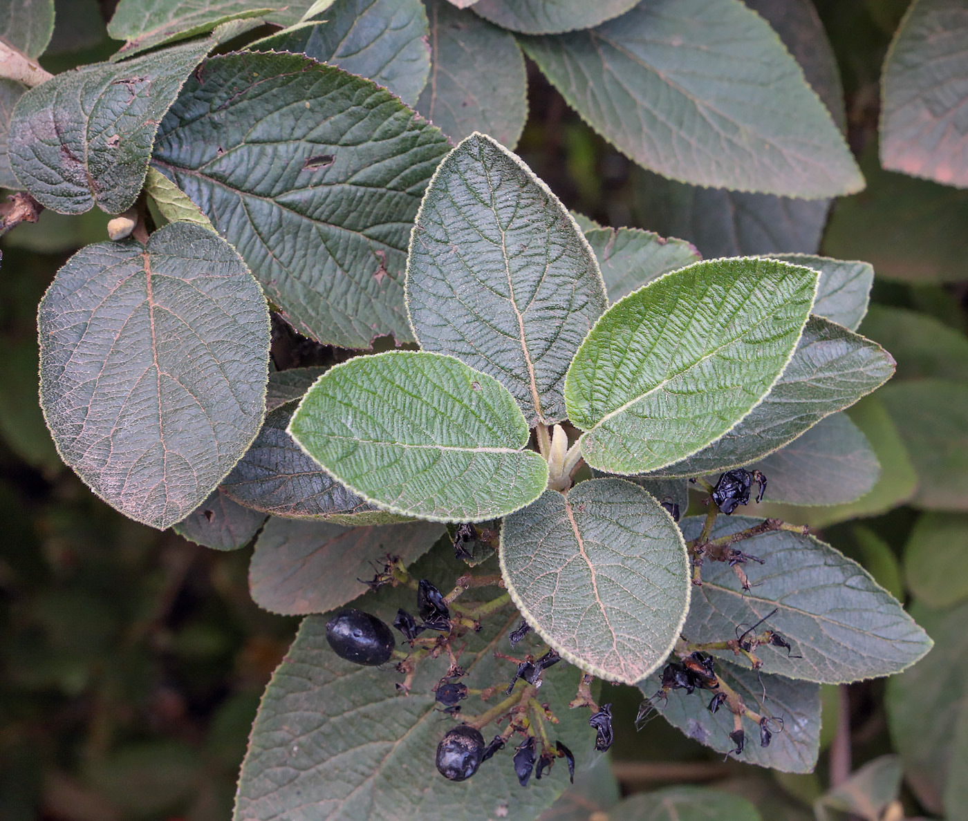 Image of Viburnum lantana specimen.