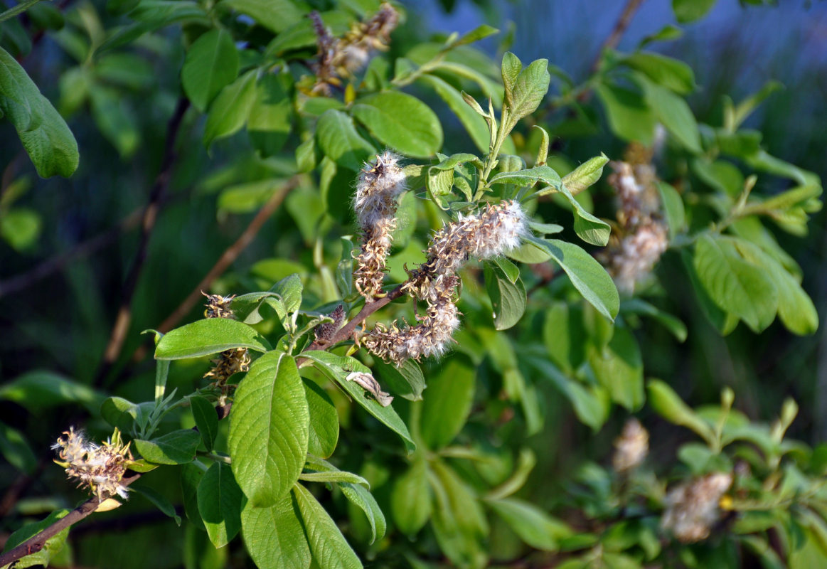 Image of Salix cinerea specimen.