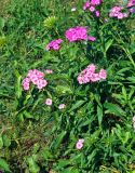 Dianthus barbatus. Верхушки побегов с соцветиями. Московская обл., гор. округ Мытищи, окр. дер. Сорокино, в культуре. 28.06.2020.