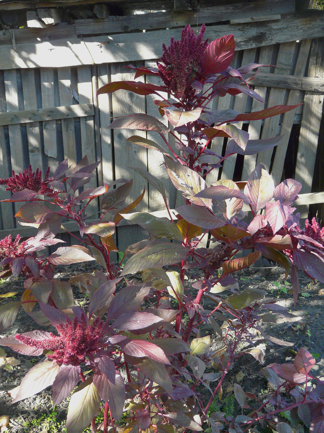 Изображение особи Amaranthus caudatus.