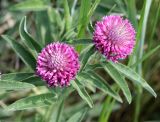 Trifolium alpestre. Верхушка растения с соцветиями. Саратовская обл., Красноармейский р-н, окр. с. Белогорское, степь. 30.05.2019.