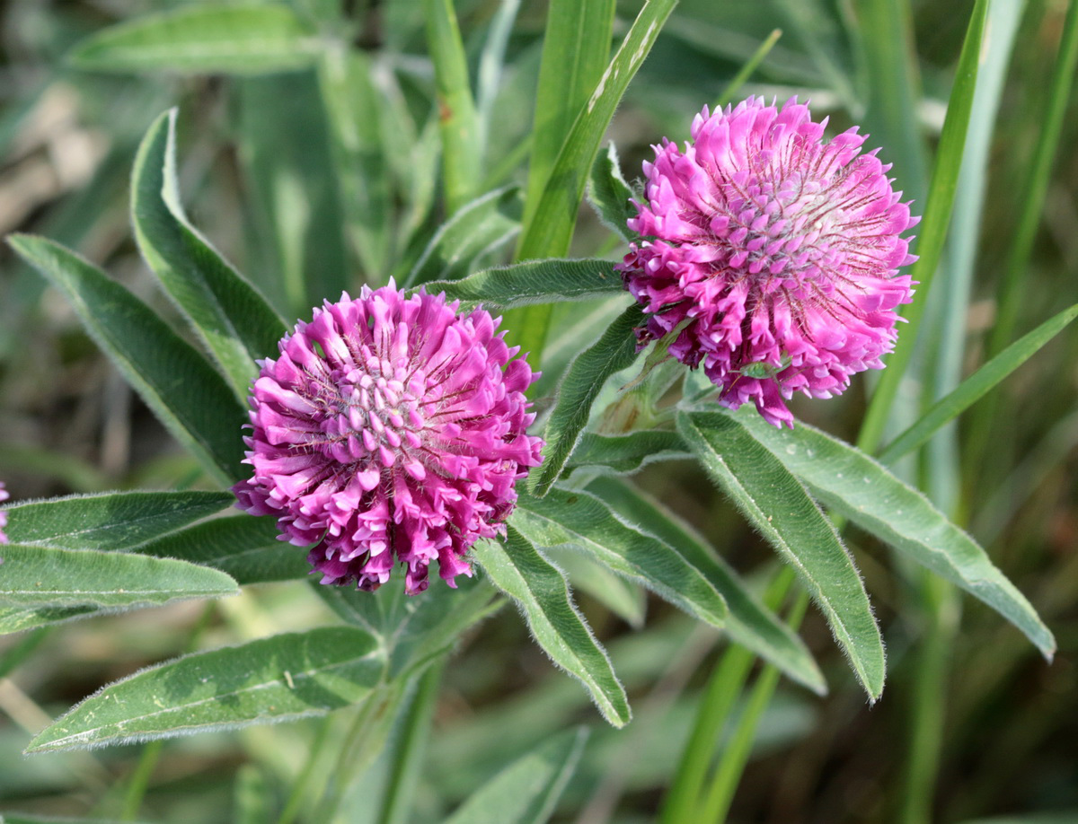 Изображение особи Trifolium alpestre.