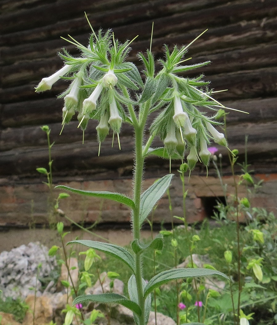 Image of Lithospermum onosmodium specimen.