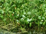 Calla palustris. Вегетирующие растения в сообществе с Carex. Иркутская обл., Иркутское вдхр, залив Еловый, заболоченный берег. 20.07.2020.