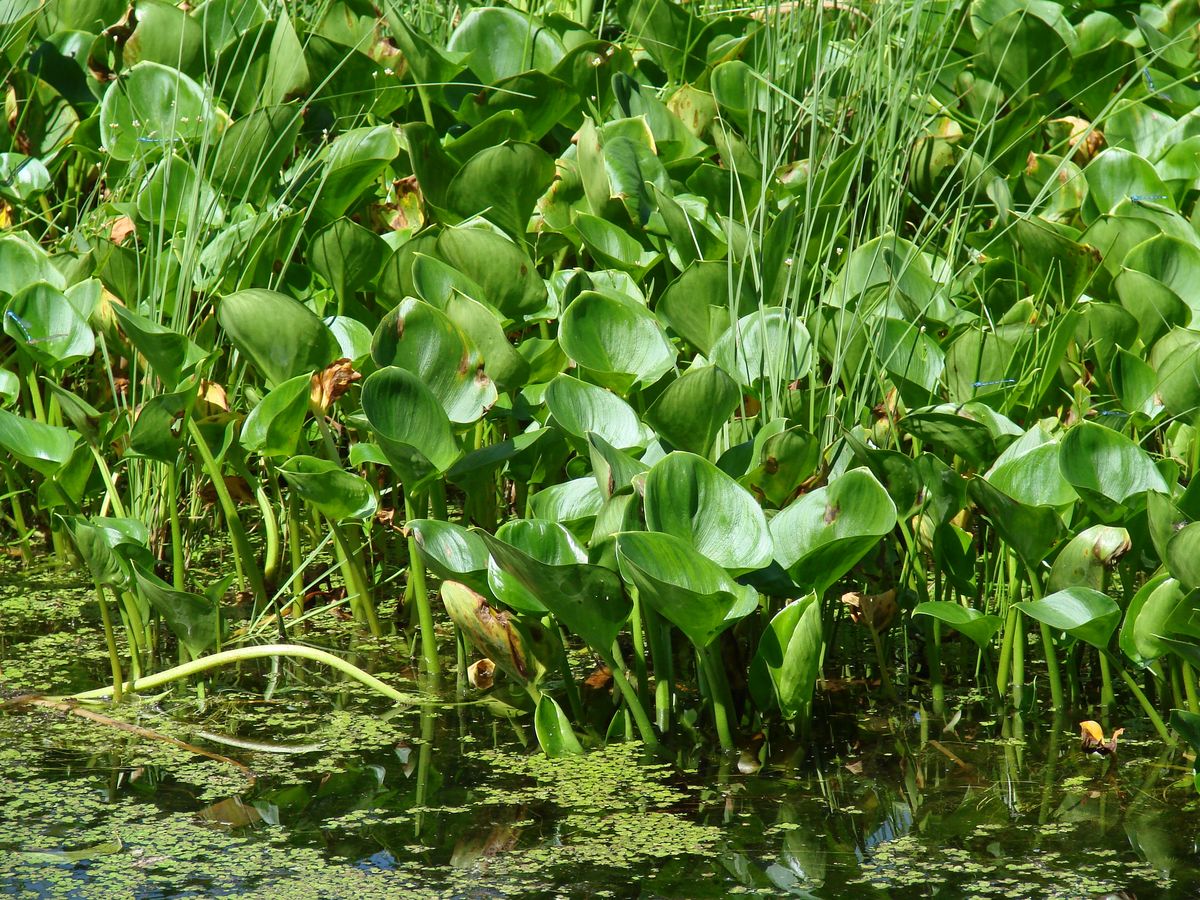 Изображение особи Calla palustris.