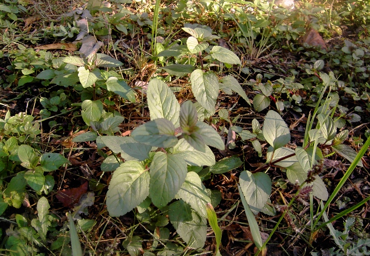 Image of genus Mentha specimen.