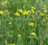 Senecio viscosus