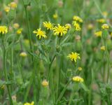 Senecio viscosus