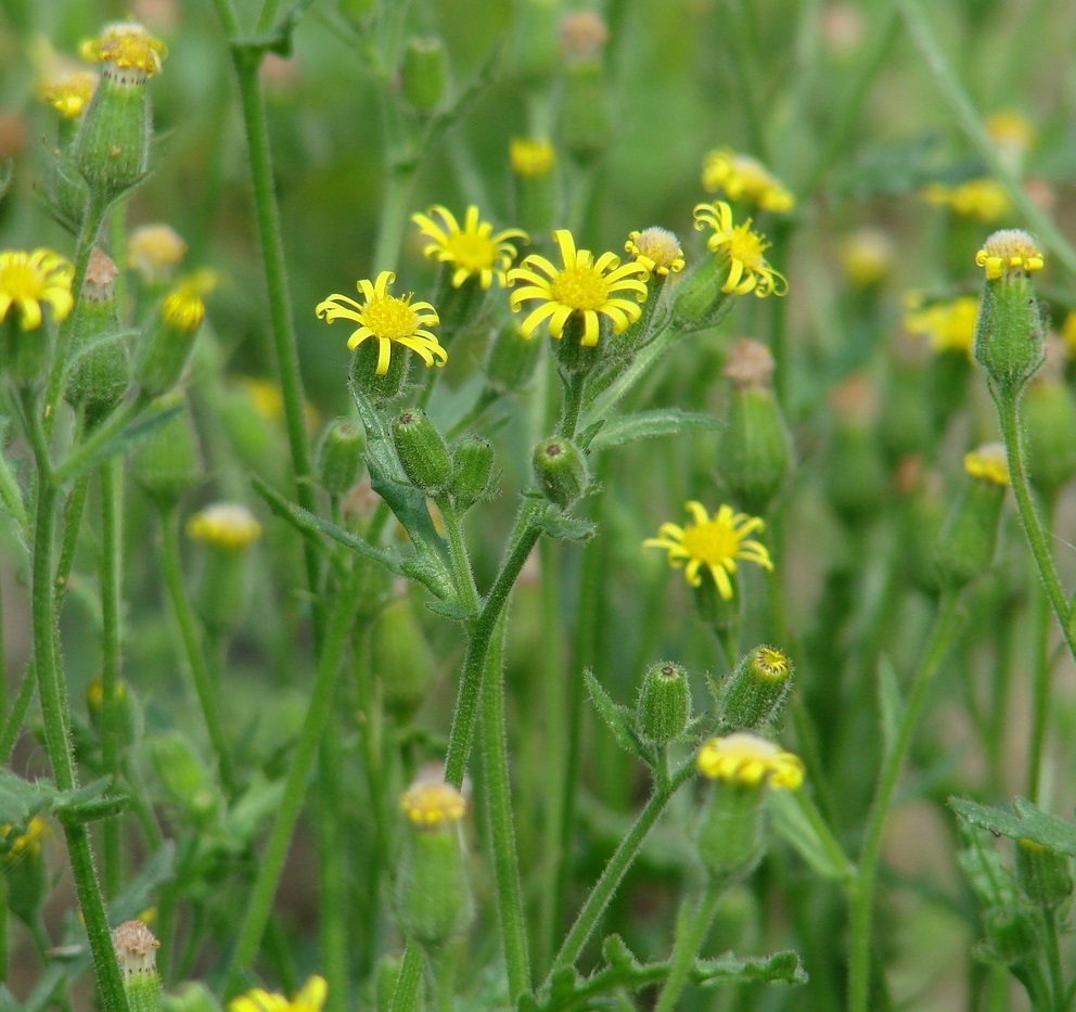 Изображение особи Senecio viscosus.