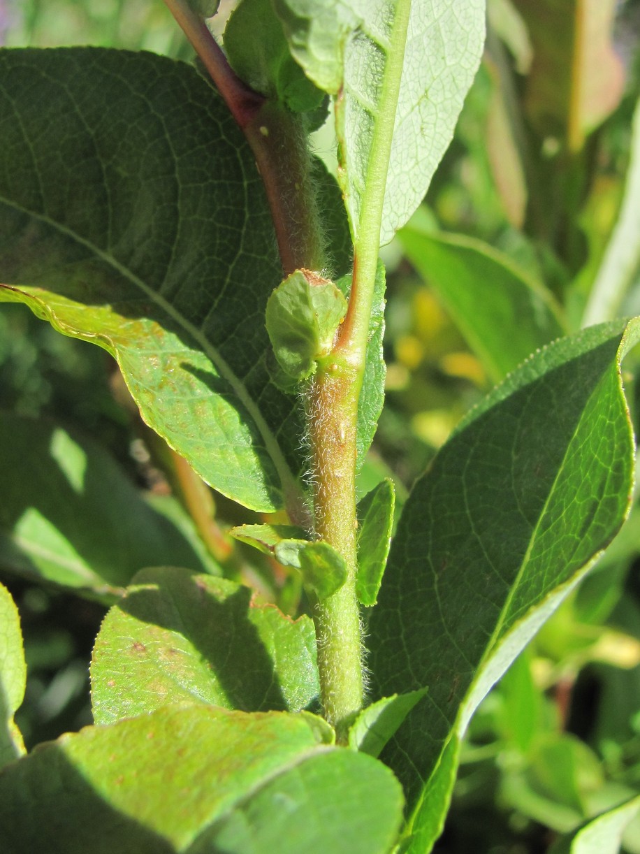 Image of Salix caucasica specimen.