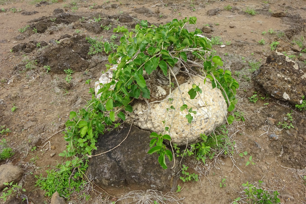 Изображение особи Pyrenacantha malvifolia.