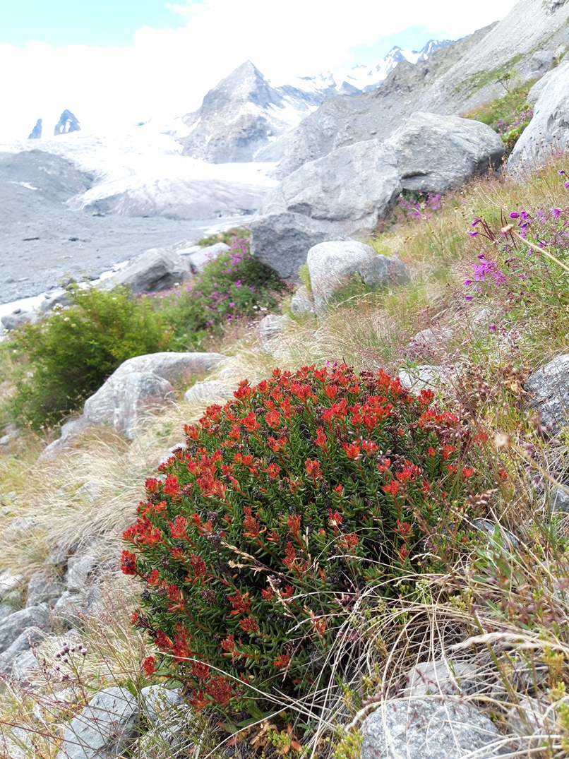 Image of Rhodiola coccinea specimen.