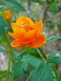 Trollius asiaticus. Цветок. Красноярский край, Эвенкийский р-н, Государственный природный заповедник \"Тунгусский\", опушка леса. 10.06.2012.