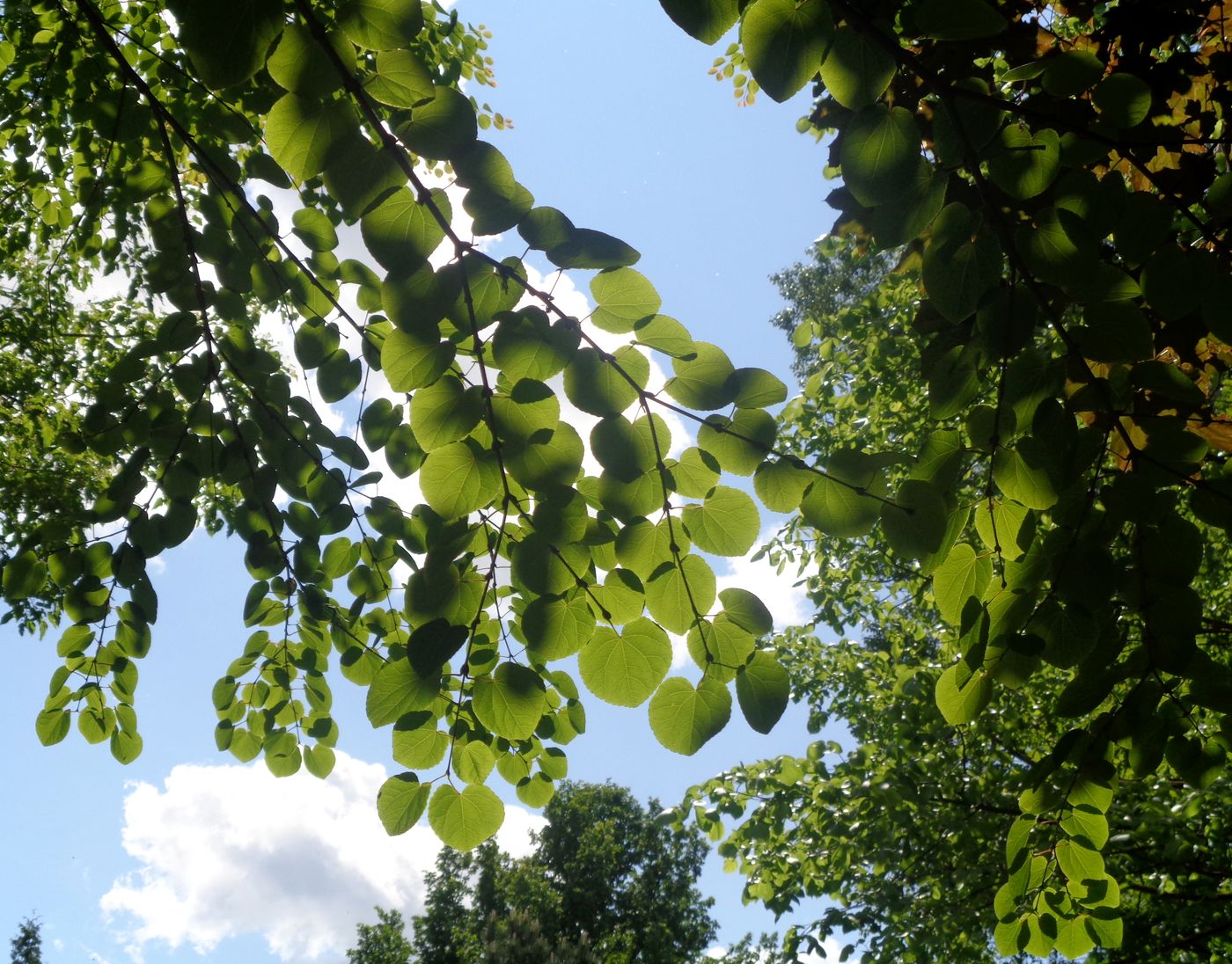 Image of Cercidiphyllum japonicum specimen.