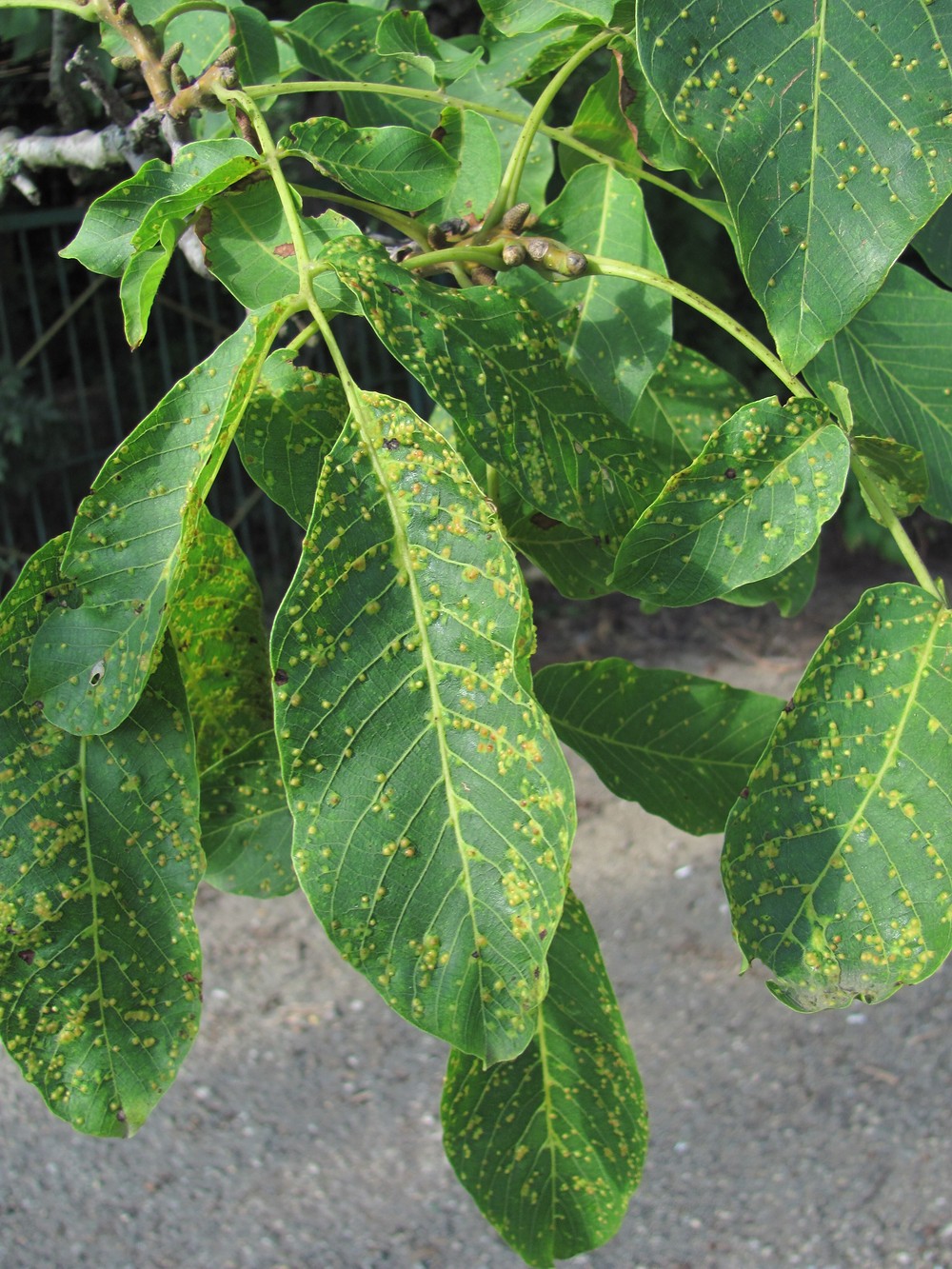 Image of Juglans regia specimen.