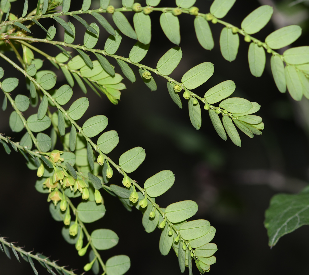 Изображение особи Phyllanthus niruri.