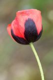 Papaver laevigatum