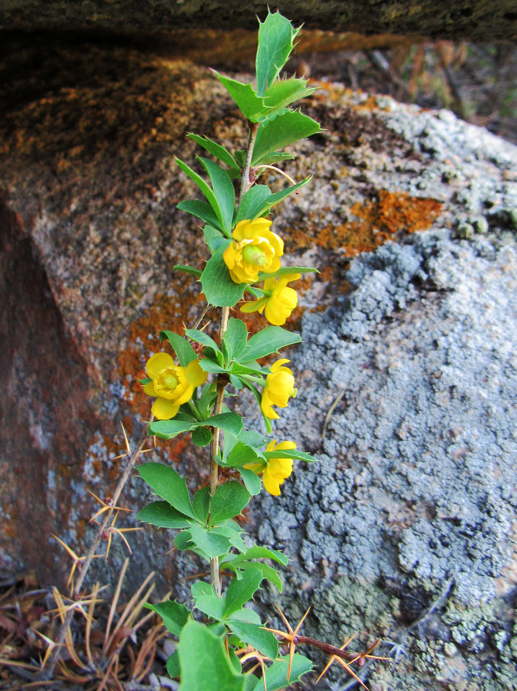 Image of Berberis sibirica specimen.