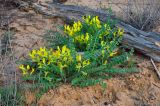 Astragalus longipetalus. Цветущие растения. Астраханская обл., Наримановский р-н, окр. с. Рассвет, берег р. Волга, песчаный пляж. 24.04.2021.