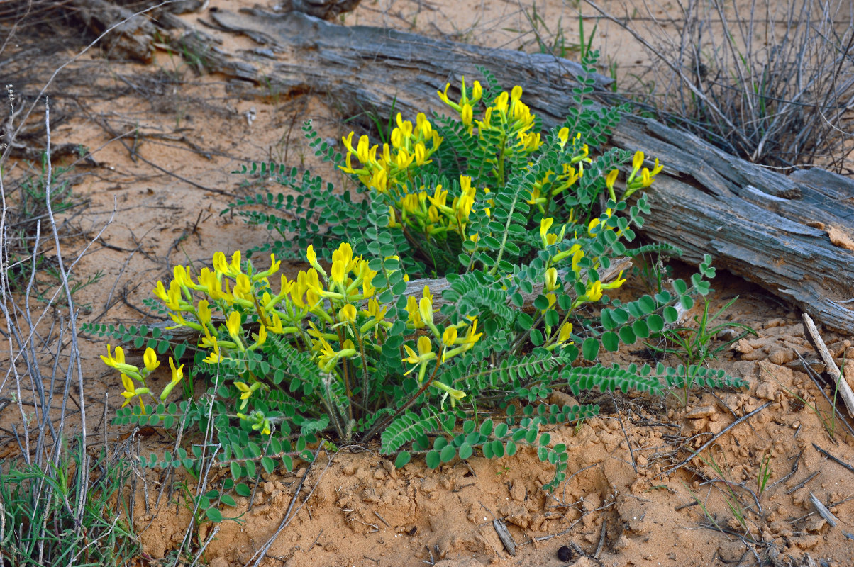 Image of Astragalus longipetalus specimen.