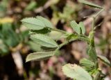 Medicago scutellata. Верхушка побега (вид на абаксиальную поверхность листьев). Израиль, Нижняя Галилея, г. Верхний Назарет, посадка культурных деревьев на месте сгоревшей в ноябре предыдущего года рощи Pinus halepensis. 22.04.2021.