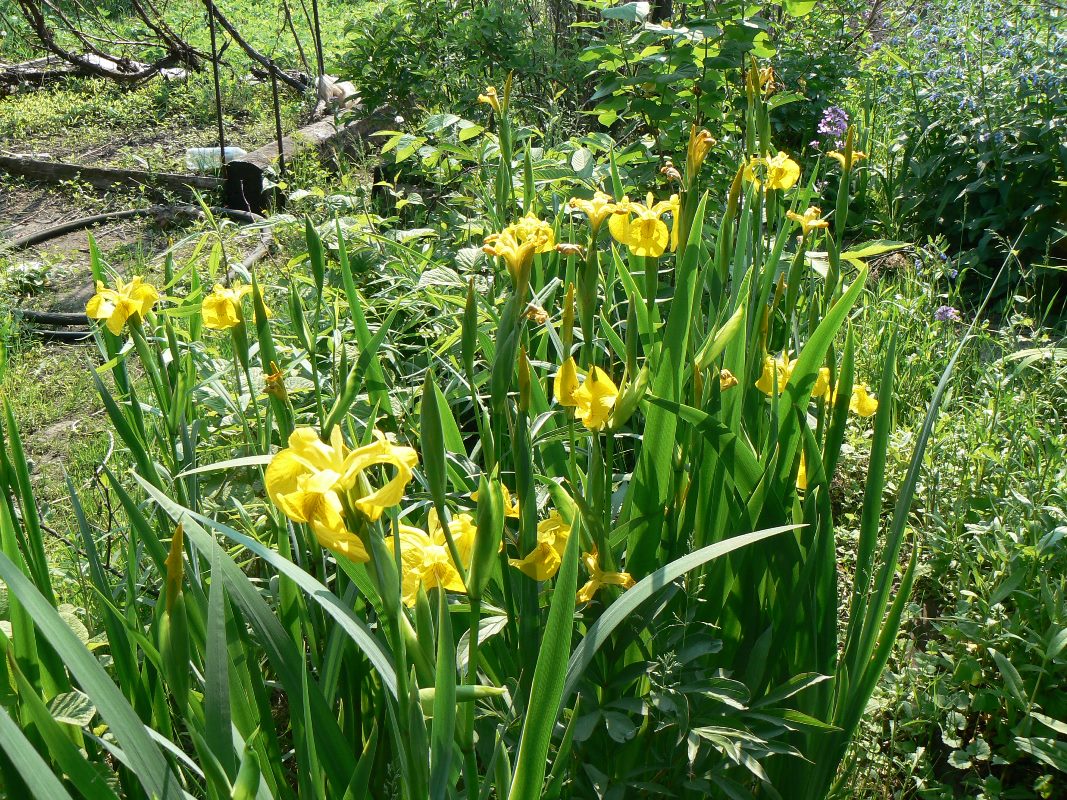 Изображение особи Iris pseudacorus.