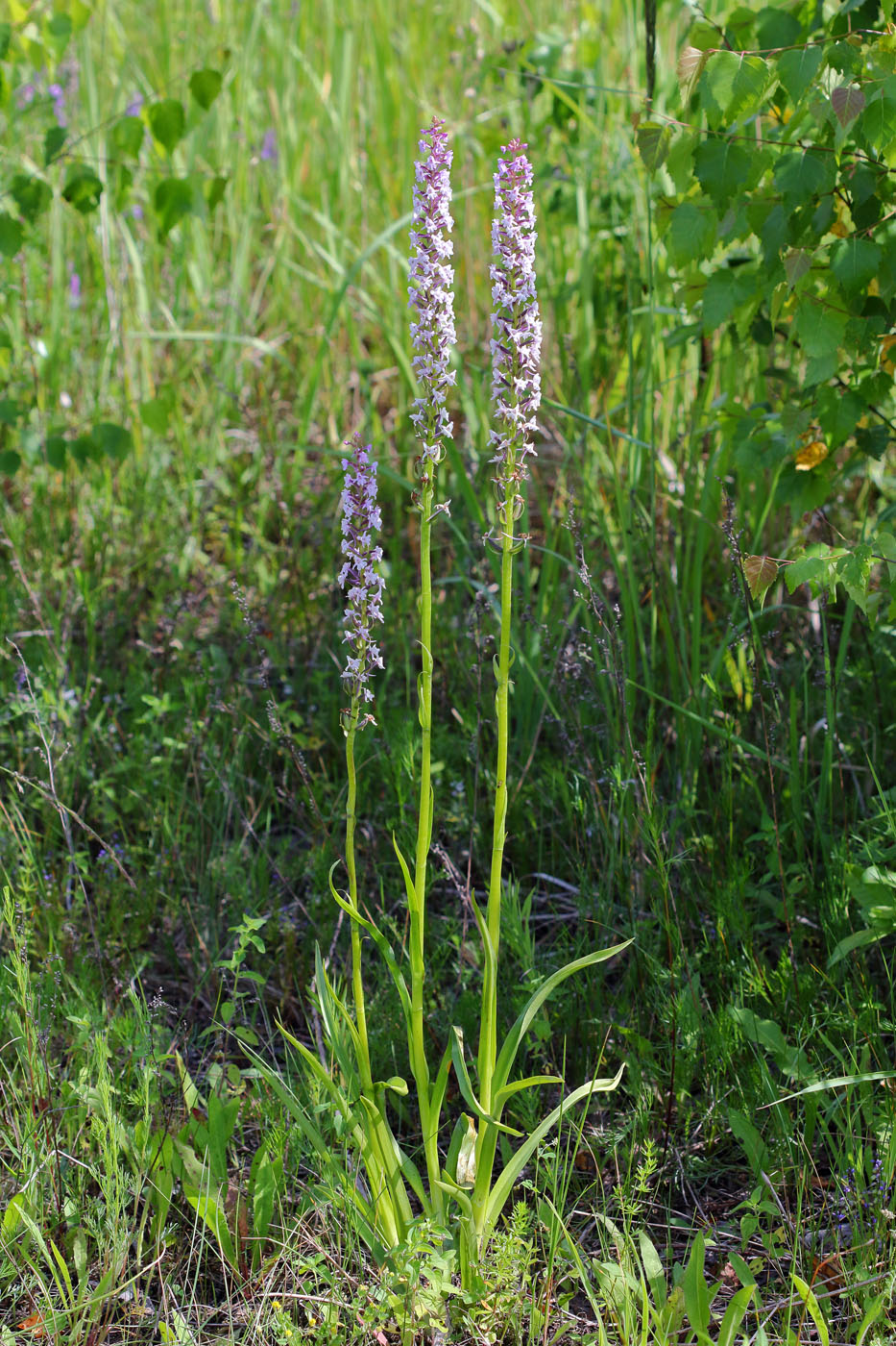 Изображение особи Gymnadenia densiflora.