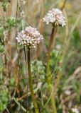 Valeriana tuberosa