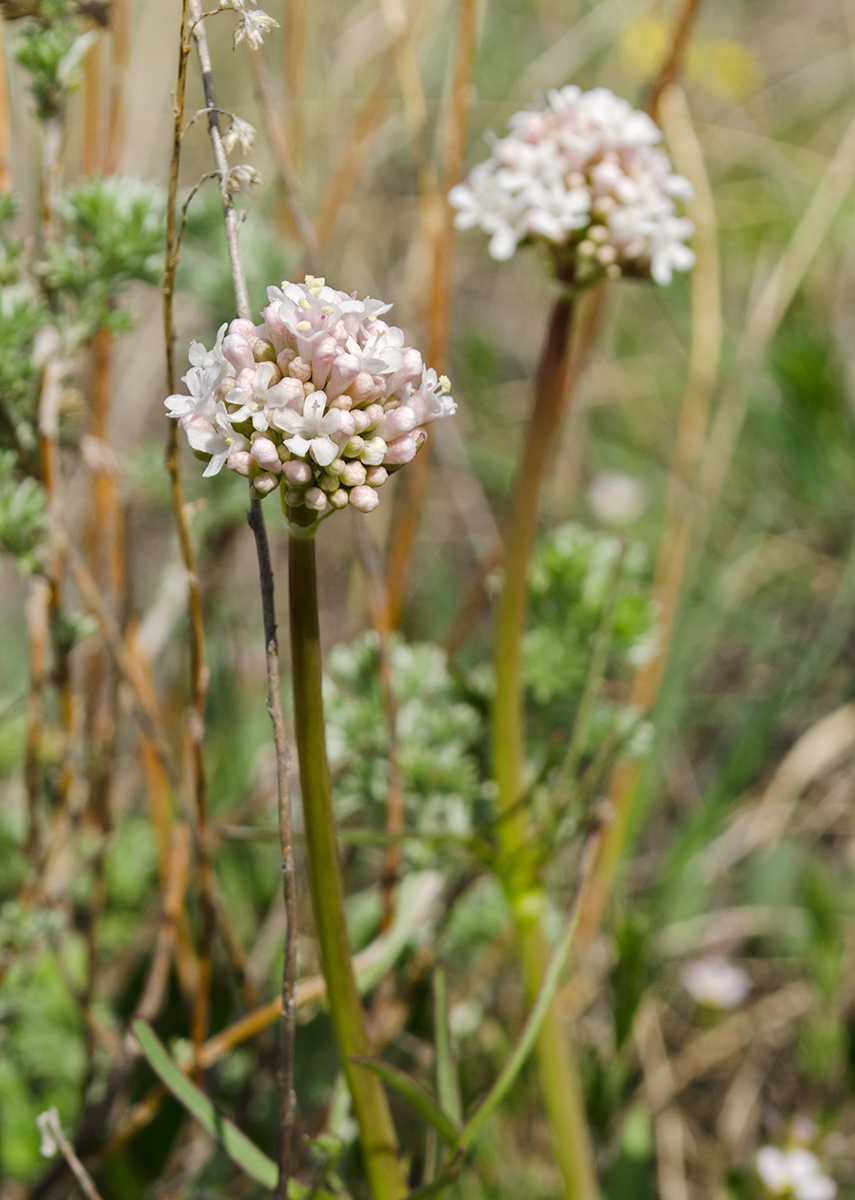 Изображение особи Valeriana tuberosa.