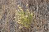 Astragalus krauseanus