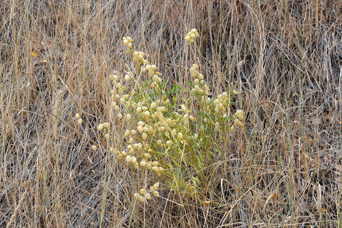 Изображение особи Astragalus krauseanus.