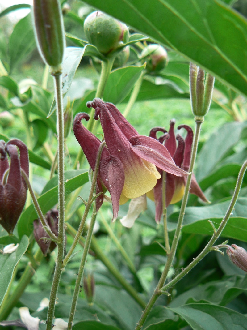 Изображение особи Aquilegia oxysepala.