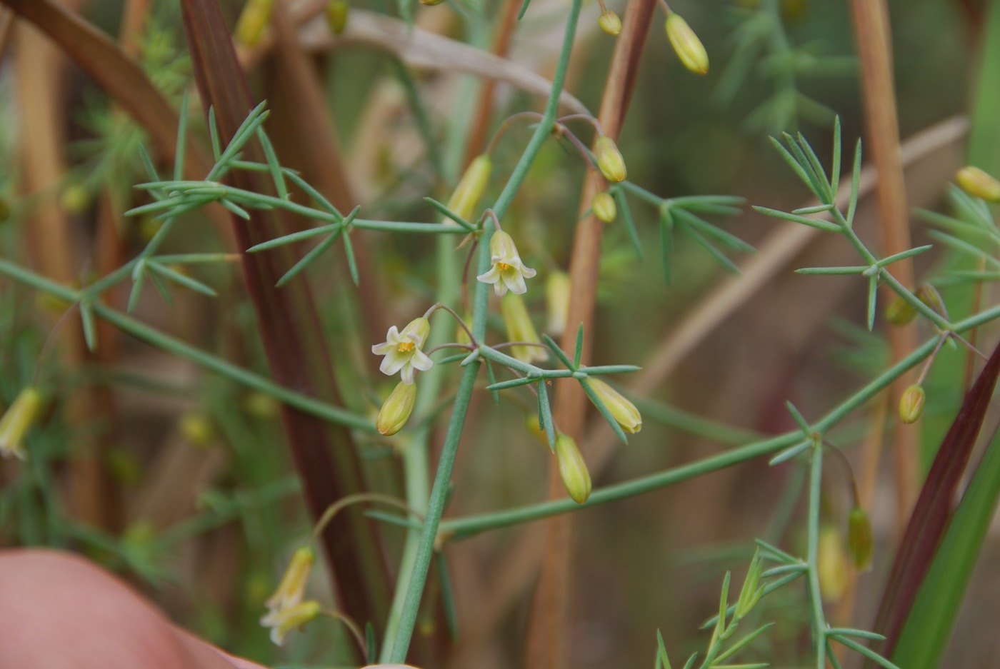 Image of Asparagus persicus specimen.