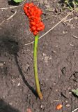 Arum elongatum