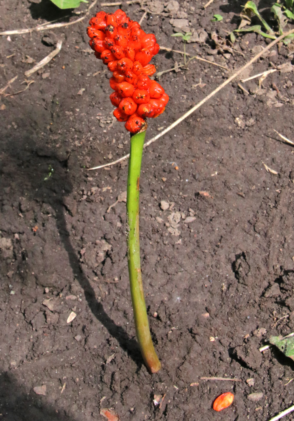 Изображение особи Arum elongatum.