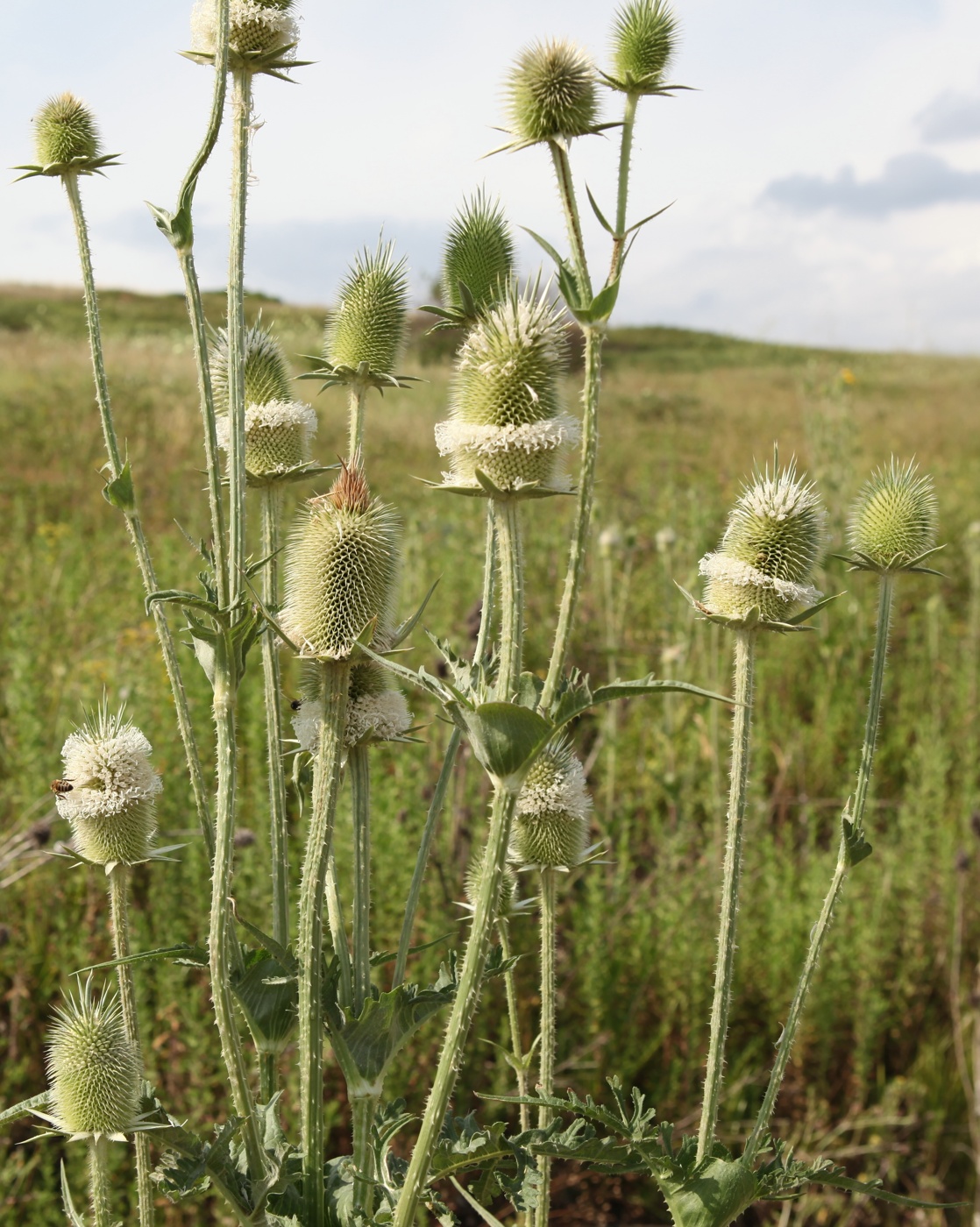 Изображение особи Dipsacus laciniatus.