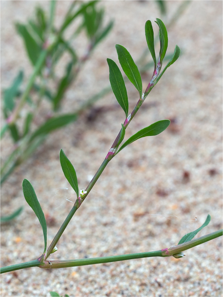 Image of Polygonum aviculare specimen.