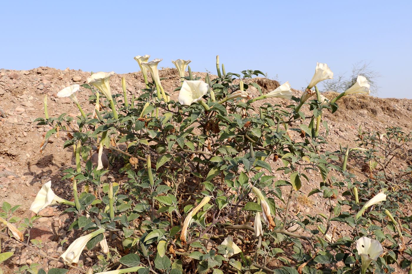 Image of Datura innoxia specimen.