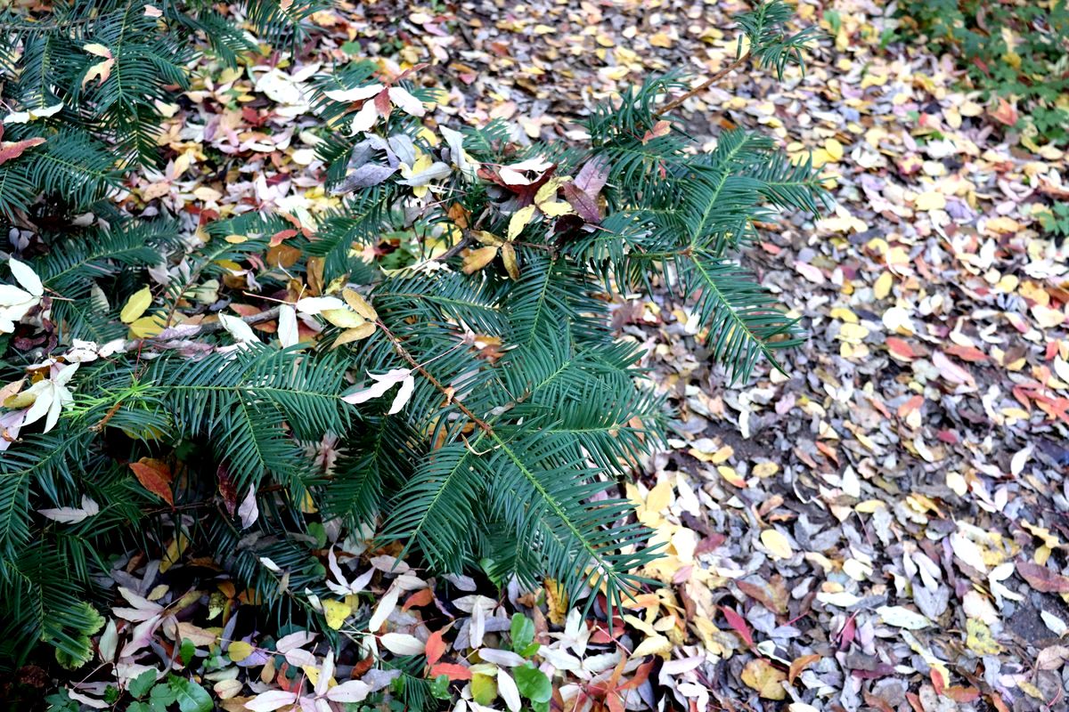 Изображение особи Torreya nucifera.