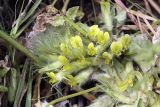 Astragalus subbarbellatus