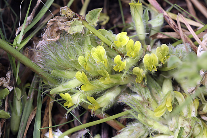 Изображение особи Astragalus subbarbellatus.