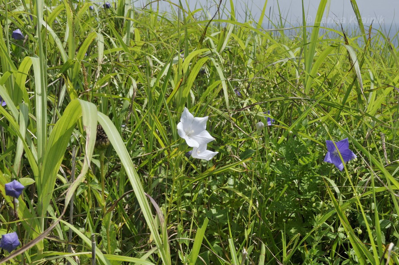 Image of Platycodon grandiflorus specimen.