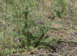 genus Carduus